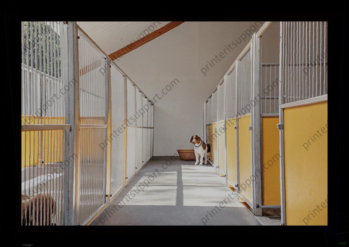 Primer on Missouri Animal Abandonment Laws